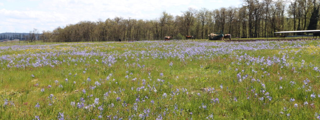 A wide-angle view of camas blooming with cattle and oak in the background.