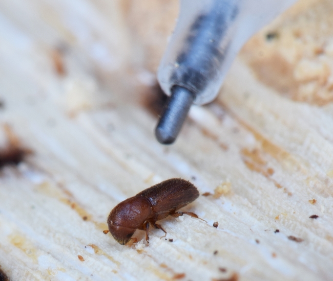 A close-up of a female Mediterranean oak borer on an infested stump. Mechanical pencil lead used for a size reference.