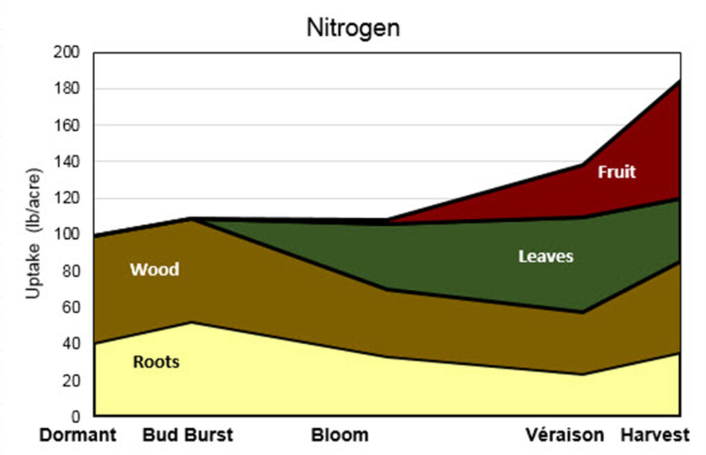Stacked area chart showing nitrogen uptake in grapevines across growth stages, with contributions from roots, wood, leaves, and fruit increasing toward harvest.