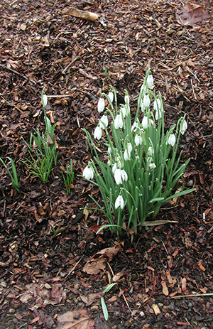 Snowdrop flowers growing through wood chip mulch, showing healthy green foliage without nitrogen deficiency.