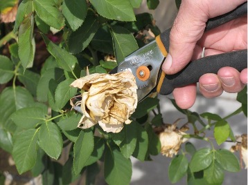 Hand using pruning shears to remove a dried, spent rose flower to encourage additional blooms.”