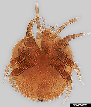 Pollen mite (Mellitiphis alvearius) shown from above.