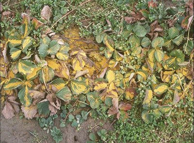 Strawberry plants in a field with a visible yellow layer of corn gluten meal applied, surrounded by emerging weeds that were not suppressed.