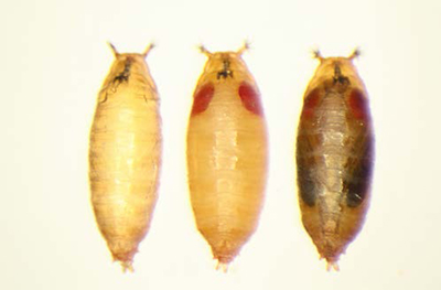 Spotted wing drosophila pupae shown in close-up, three light brown cases.