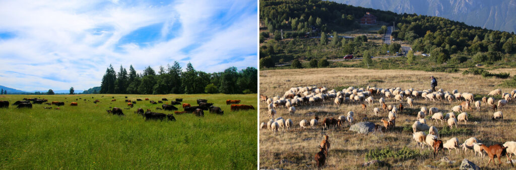 Cattle grazing at Colvin ranch, practicing rotational grazing (left image). A herd of sheep in a field (right image).