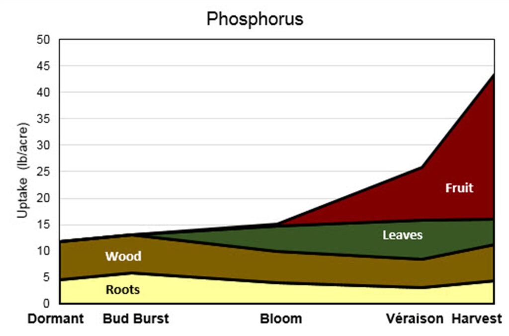 Stacked area chart showing phosphorus uptake in grapevines across growth stages, with most uptake occurring in fruit after véraison.