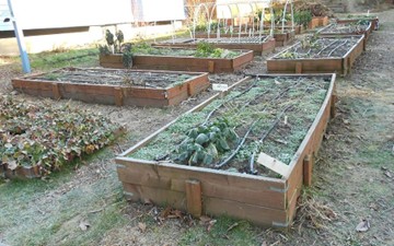 Rows of raised beds.