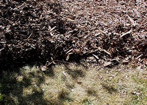 Area of mowed weeds beside a fresh layer of wood chip mulch to suppress regrowth without disturbing soil.