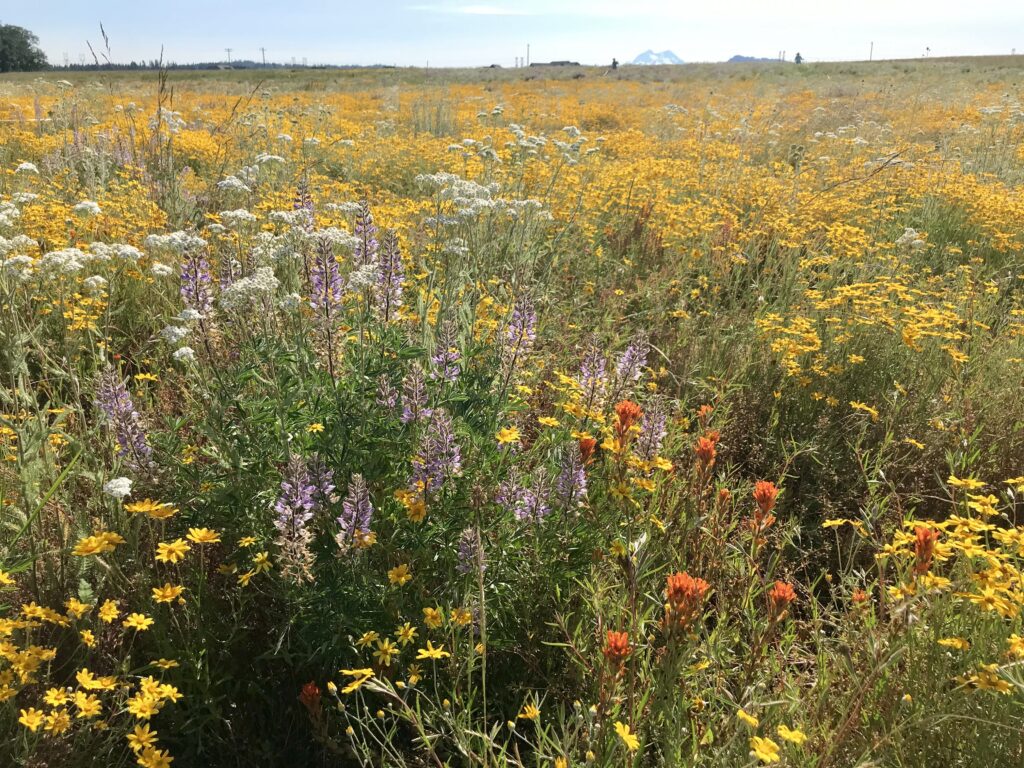 Prairie with close-ups of various wildflowers.