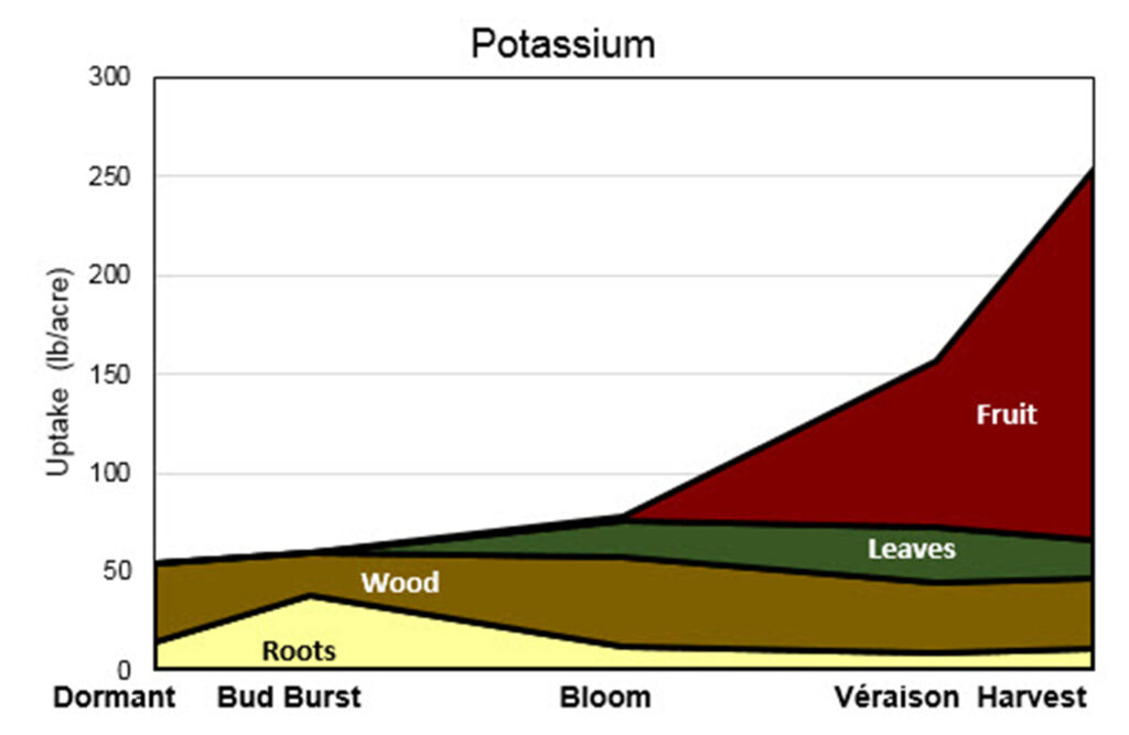 Stacked area graph titled “Potassium” showing potassium uptake (lb/acre) across growth stages from Dormant to Harvest. Uptake increases steadily, with fruit accounting for the largest share after bloom and rising sharply toward harvest.