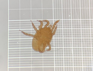 Close-up of Hypoaspis lubrica, a small brown predatory mite with eight legs, viewed from above on a light grid background.