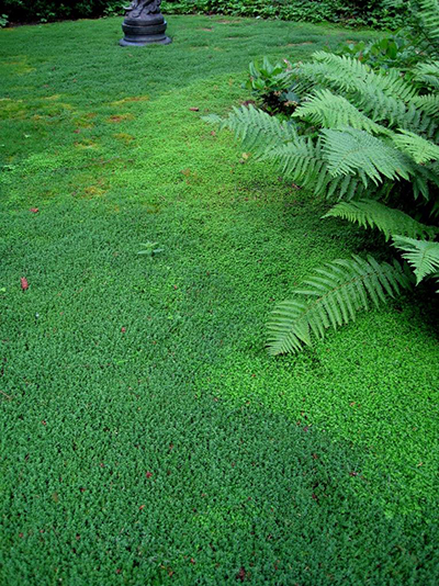Lush mixed groundcovers forming a dense green carpet beneath ferns and garden plantings, illustrating their ability to resist weed intrusion better than a uniform lawn.