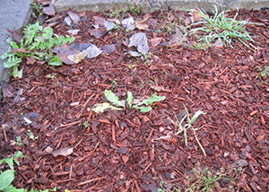 Thin wood chip mulch with weeds emerging through the surface, showing poor weed suppression.