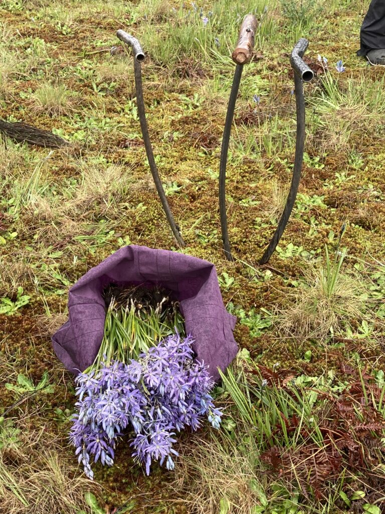 Harvested camas plants with digging tools planted in the soil behind.