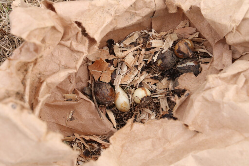 Camas bulbs.