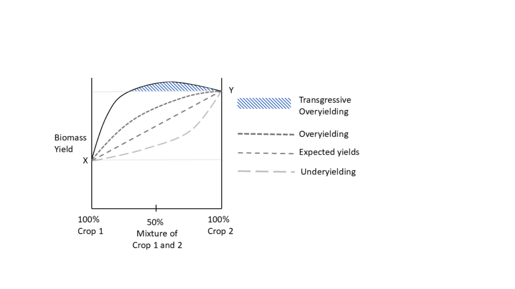 A figure showing the biomass of two species as monocultures and as mixtures of the two. Curves then show the expected yields—a straight line between the two monoculture yields, and underyielding (below the expected line), overyielding (above the expected line), and transgressive overyielding, where the total biomass yield is higher than the best monoculture yield.