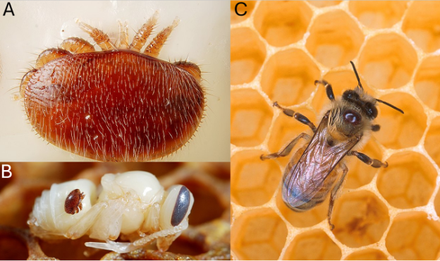 Close-up of an adult female Varroa destructor mite, Varroa parasitizing a honey bee pupa, and Varroa parasitizing an adult honey bee worker