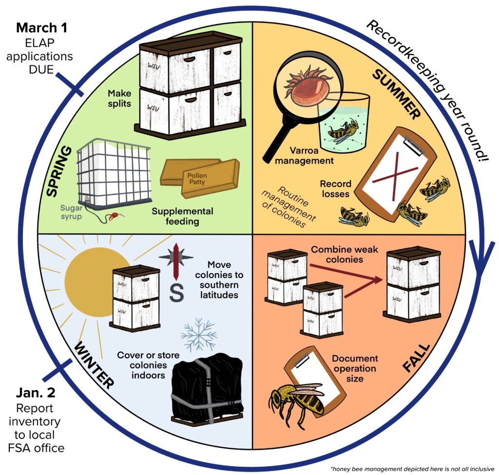 Circular diagram showing the cyclical, yearly cycle of beekeeping management, recordkeeping, and ELAP participation. Recordkeeping occurs year-round. Key dates are January 2 (beekeeper inventory due to the local FSA office) and March 1 (ELAP application deadline). The diagram is separated into four quadrants that represent each season. Seasonal activities include graphics to represent spring supplemental feeding and making splits, summer Varroa mite monitoring and recording colony losses, fall combining weak colonies and documenting colony numbers, and winter covering, storing, or moving colonies to protect them from cold weather.