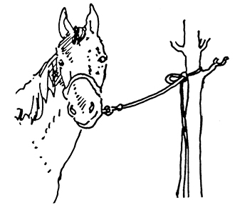 Drawing showing knot height in relation to a tied horse.