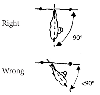 Overhead view of place to stand so you don't get pinned by the horse.