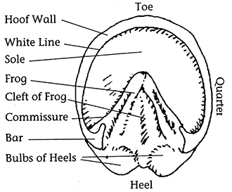 Drawing of sole of hoof with named parts.