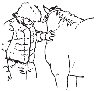 Person placing hand on a horse should and pushing slightly