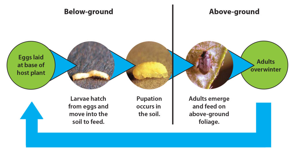 Flea beetle life cycle