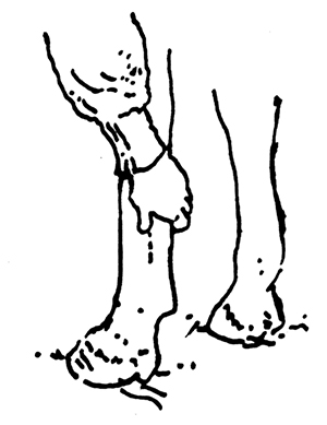 Drawing showing hand position on horse's lower leg
