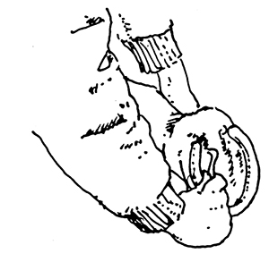 Drawing showing cleaning the bottom of the foot with the hoof pick.
