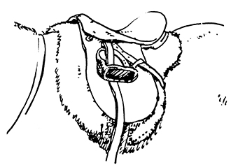 Drawing illustrating saddle blanket underneath an English saddle