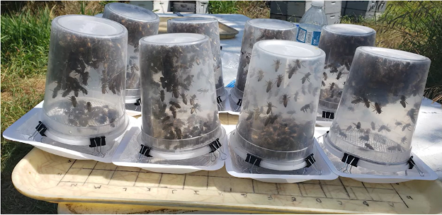 Inverted plastic pint containers containing live bees, binder clips are securing lid on bottom.