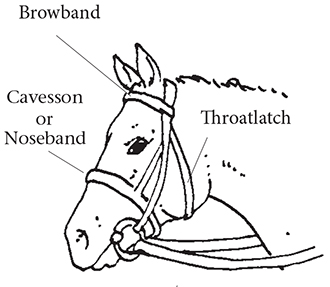 Drawing of horse head wearing English headgear with a snaffle bit