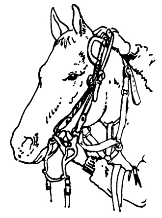 Drawing of person holding a bridle up against the side of a horse's face.