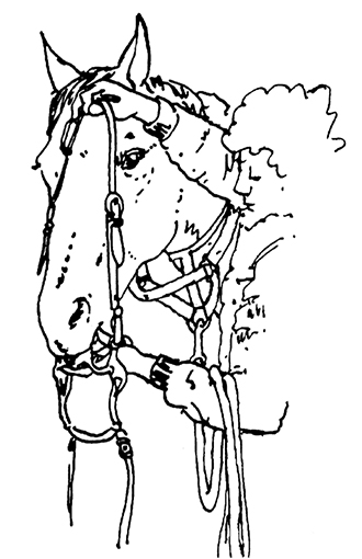 Drawing of person using their thumb to open a horse's mouth