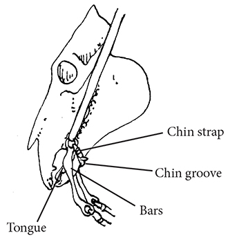 Drawing showing curb bit and reins on a horse skull
