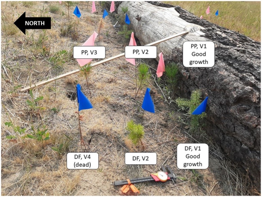 Planted seedlings decreasing in vigor as they get farther from downed woody debris. 