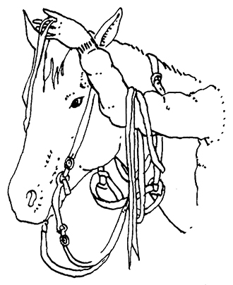 Drawing of person removing bridle from horse's head