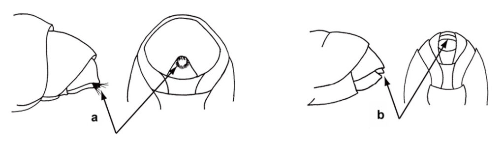 Profile and ventral views of tip of gaster