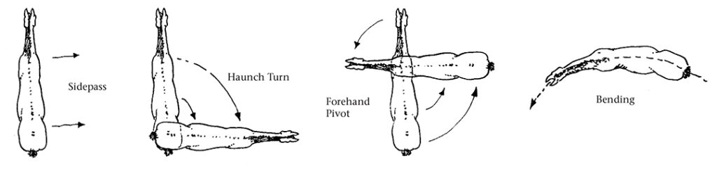 Drawing of various motions communicated to the horse through the riders legs