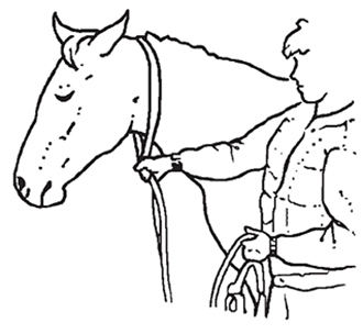 Moving the leadrope up the horse's neck