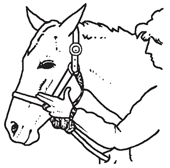 Drawing showing how to check the distance of the halter from the cheek bone using two fingers