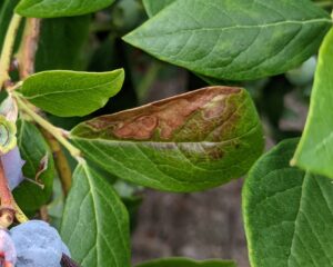 Blueberry leaf showing brown discoloration due to scorching from extreme heat.