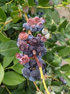 Blueberry fruiting cluster with ripe and developing fruits showing symptoms of heat damage including shriveling, wrinkling, and necrosis (tissue death).