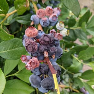 Blueberry fruiting cluster with ripe and developing fruits showing symptoms of heat damage including shriveling, wrinkling, and necrosis (tissue death).