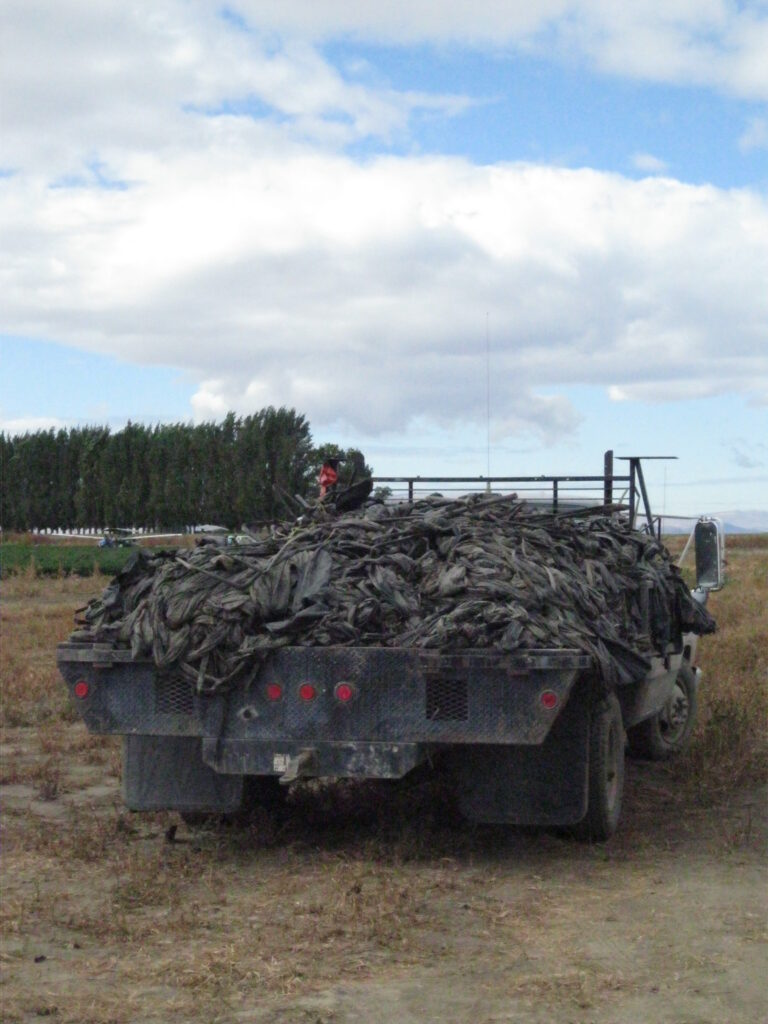 A flatbed truck with a large amount of used black polyethylene mulch to be transported and disposed of in a landfill.