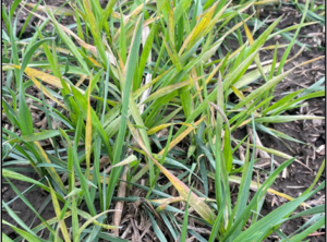 A close up of winter wheat infected with soilborne wheat mosaic virus. Leaves have green, yellow, red, and purplish mottling.