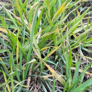 A close up of winter wheat infected with soilborne wheat mosaic virus. Leaves have green, yellow, red, and purplish mottling.