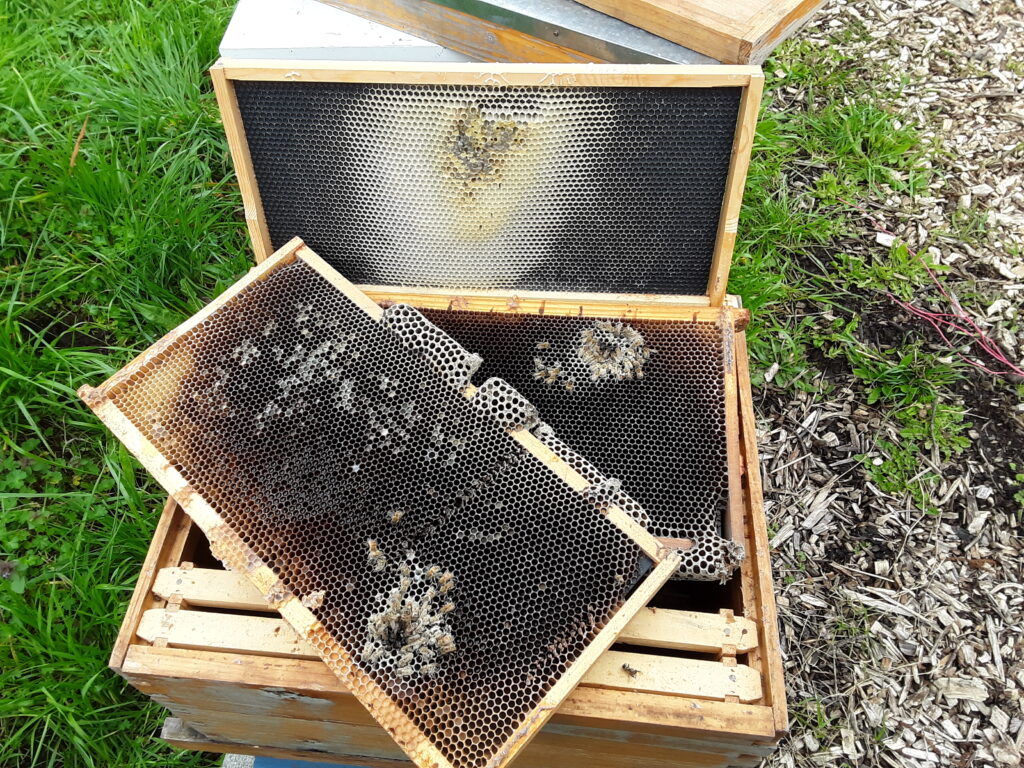 A honey bee hive deadout with empty frames and small clusters of dead bees on frames.