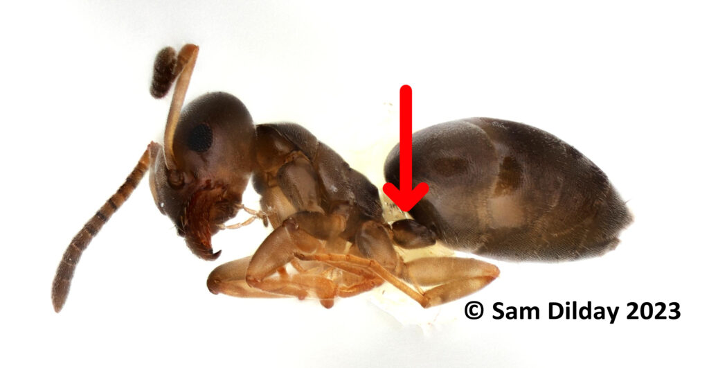 Tapinoma sessile (odorous house ant) side view. Red arrow points down toward a button-like node. "Copyright Sam Dilday 2023" is written beneath the image.