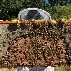 Honey bee hive frame containing proper distribution of capped honey bee brood (continuous, not spotty) surrounded by honey.